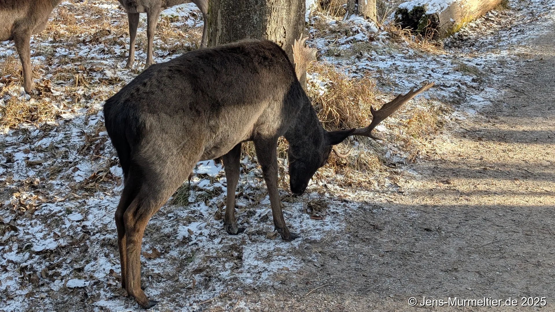 Wildpark Landsberg am Lech Januar 2026